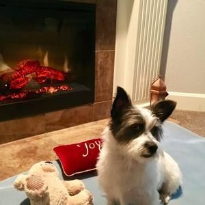 Meet your Posher, Rose